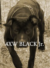 BLACK JR.