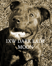 DARK LADY MOON