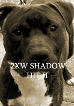 SHADOW HIT II (NITRO)