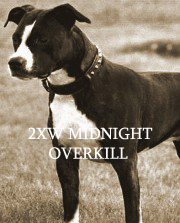 MIDNIGHT OVERKILL