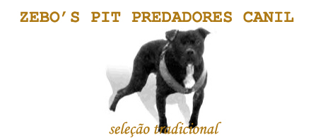 CANIL ZEBO'S PIT PREDADORES - seleo tradicional